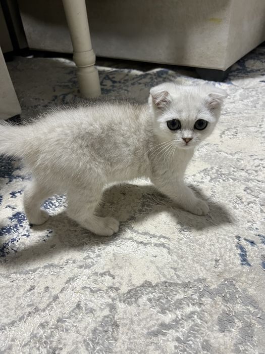 шотландская вислоухо Scottish Fold с окрасом серебристая шиншилла