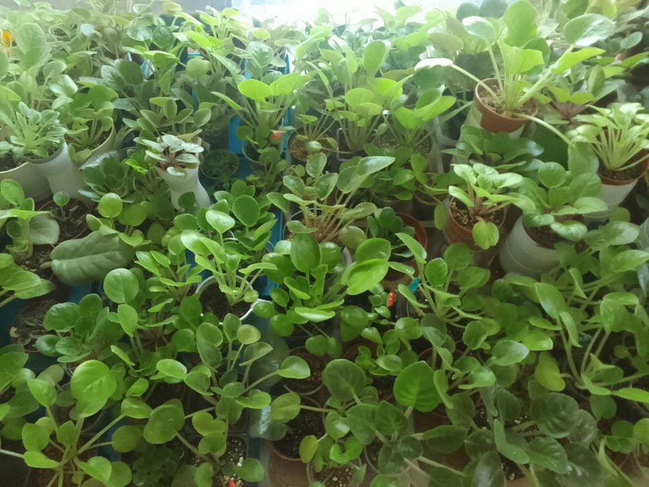 Продам комнатные цветы
