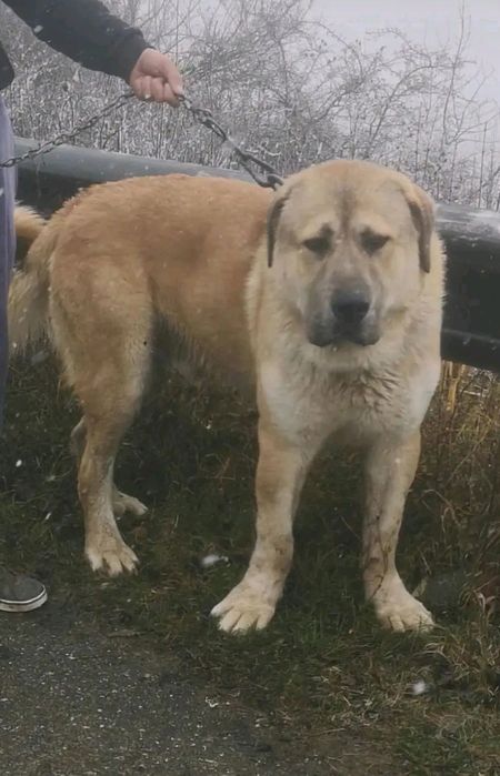 Vând ciobănesc de asia centrală