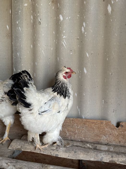 Тауық қораз 3000нан сауда бар