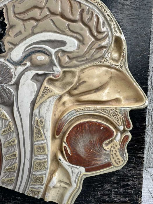 Соц Анатомичен Модел на Човешки Череп