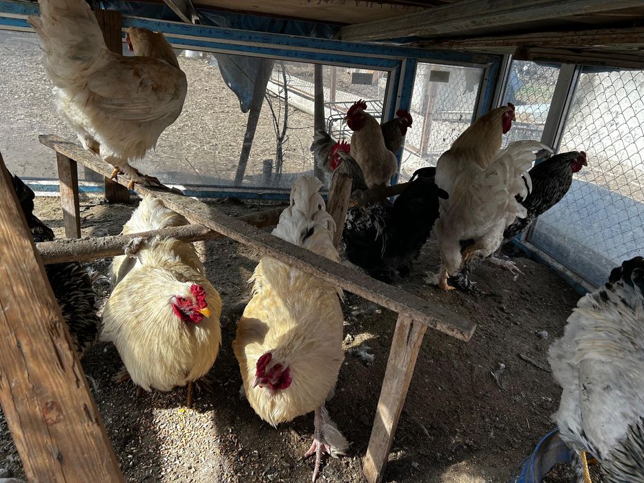 Продается петухи