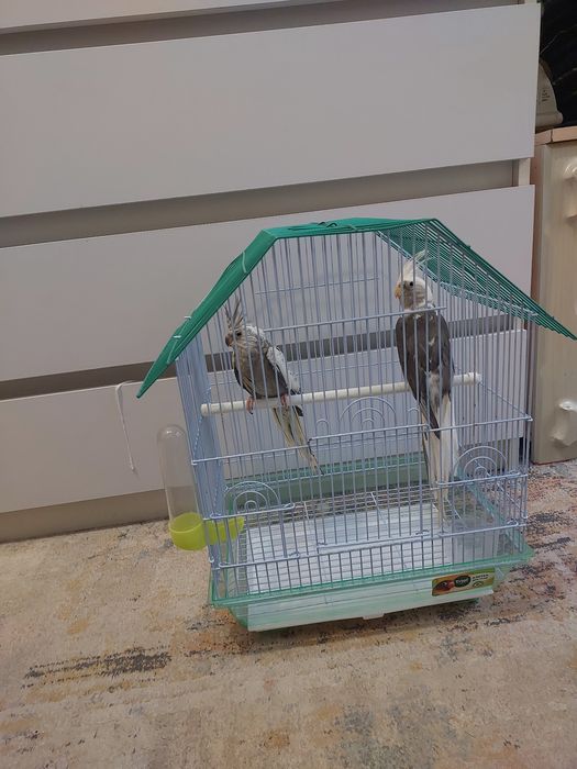 Корелы безщекие пара