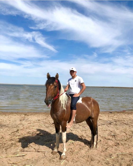 Айғыр сатылады. Продам жеребец