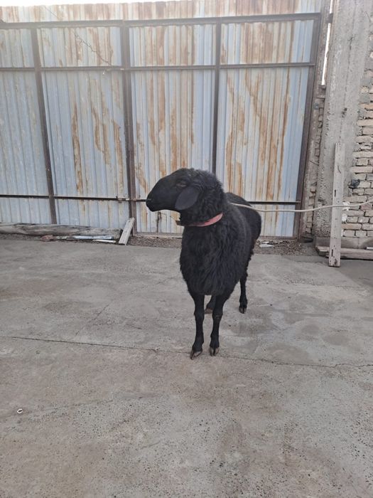 Кучкор сотилади.