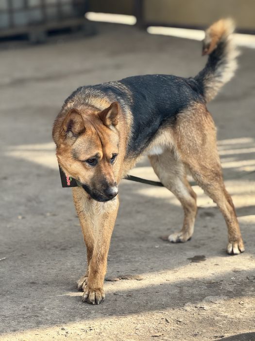 Ищем дом для молодого кабеля Алекса.