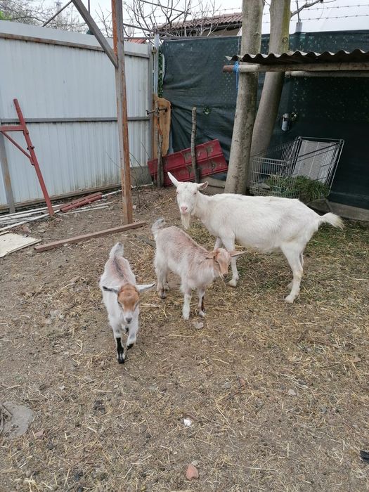 Capră saanen bună de lapte în Chișoda