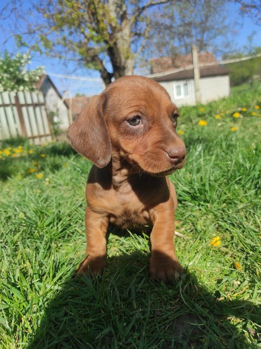 Catel Teckel Dachsund
