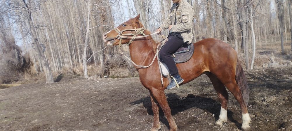 От сотилади зудлик Билан