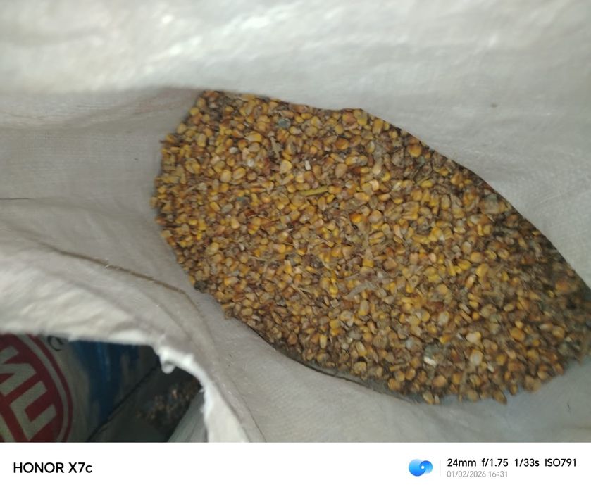 Жүгері. Кукуруза