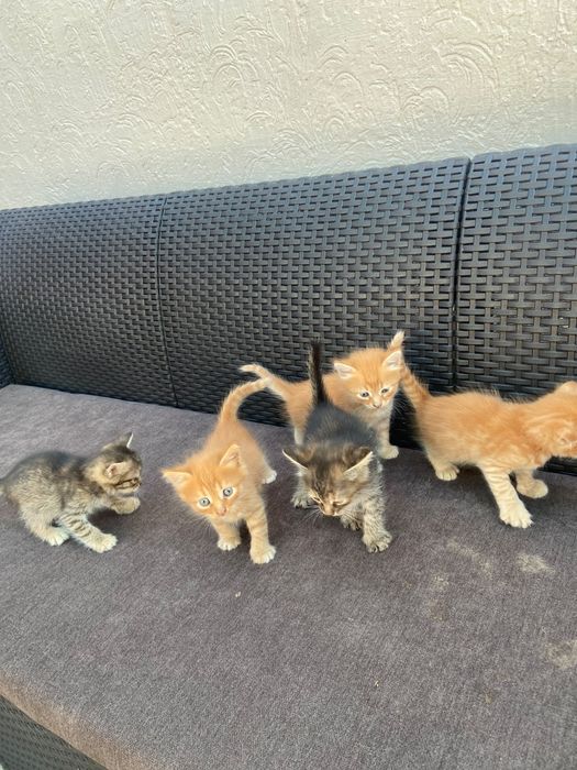 Котята в хорошие руки