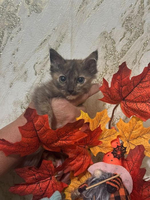 Отдам котята девочки