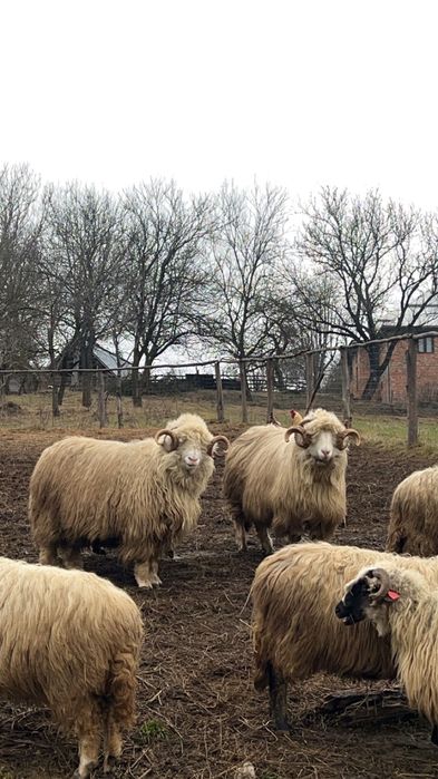 Oi ținere de vânzare