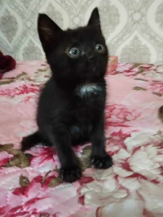 СРОЧНО! Ищем дом спасённым котятам!