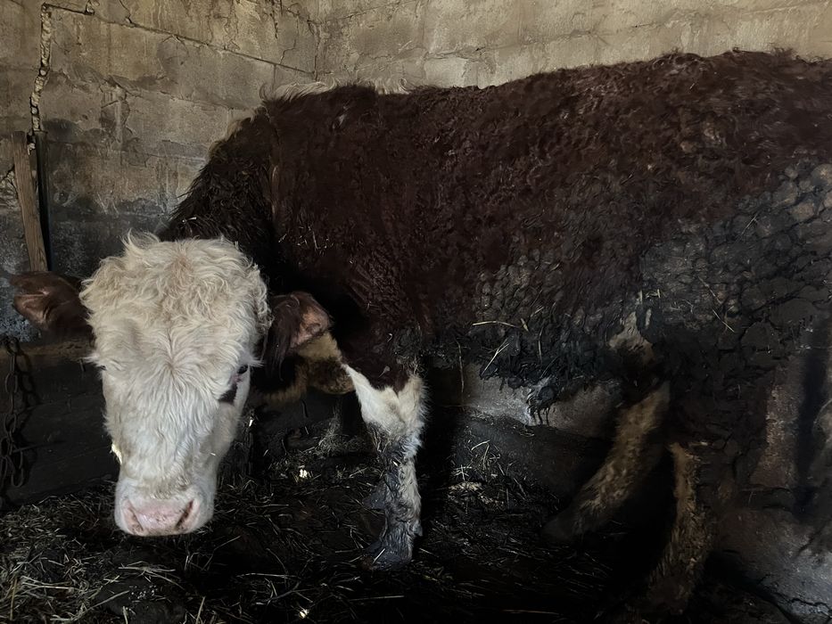 Ақ бас бұқа сатылады