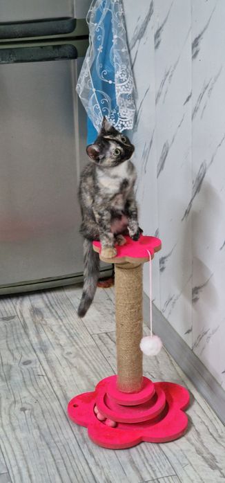 Отдам котёнка 3 месяца