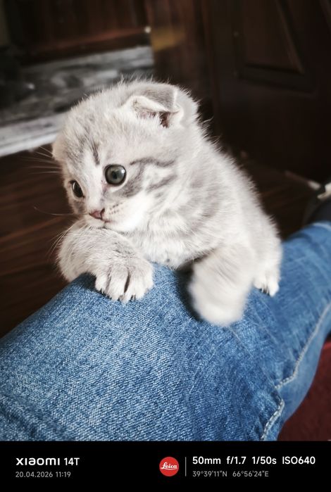 Продаю краткошертые котята скотиш