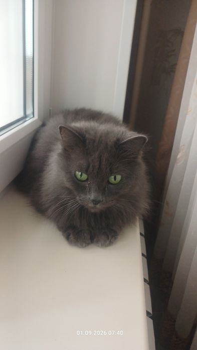 Отдам кошечку в добрые руки