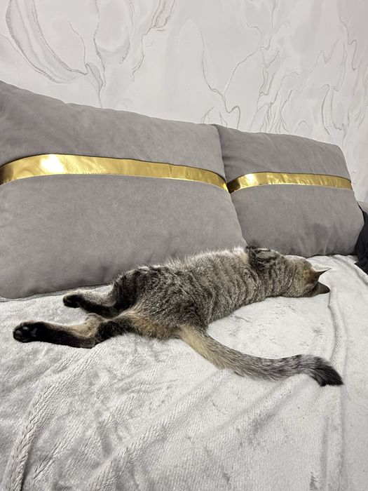 Отдам в добрые руки кошку