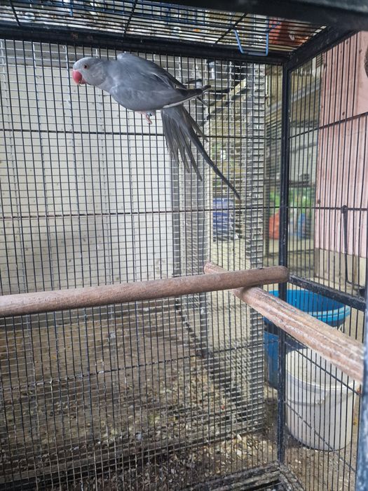 Papagali micul alexandru