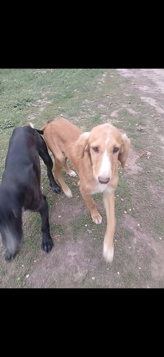 Тазы кушуктер сатлады