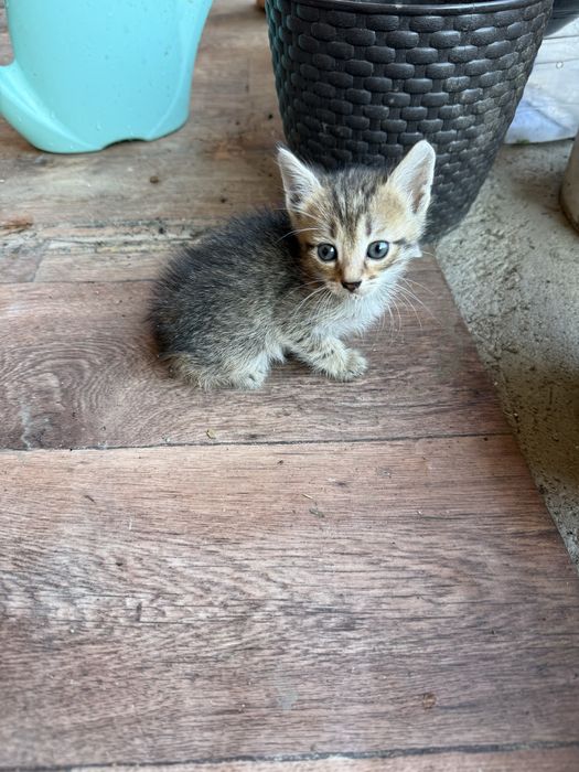 Отдам в добрые руки котят