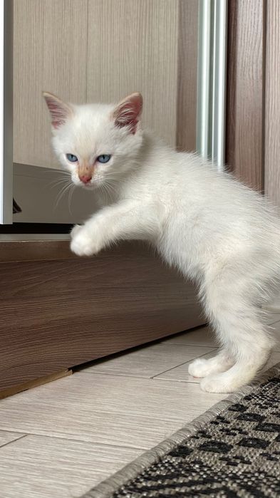 Маленький мальчишка