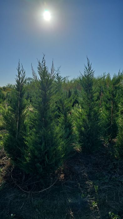 Leylandii Mestecan Tei Platani Photinia Red Robin laur englezesc