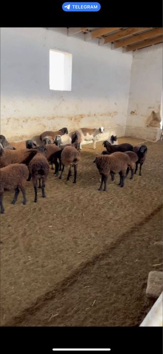 Қўй қўзилар сотилади