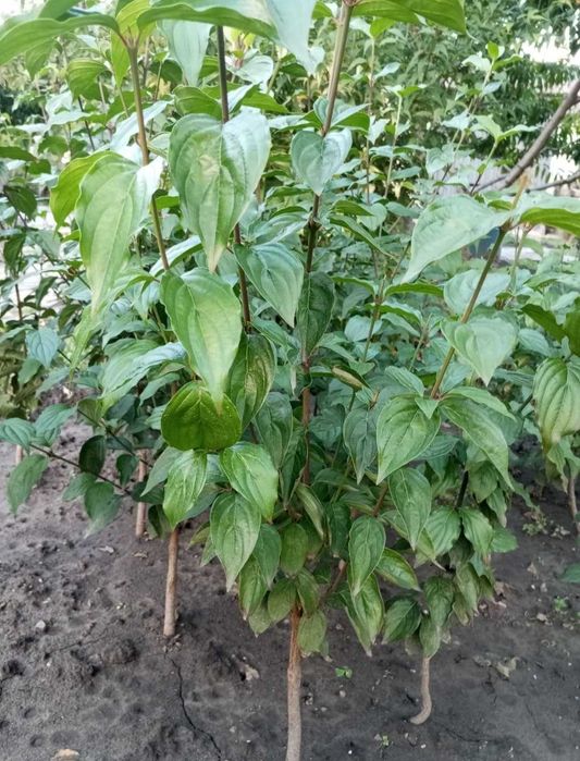 Саженцы Кизила столовый