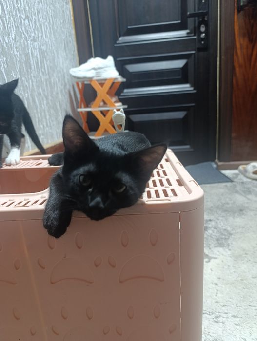Отдам котят в хорошие руки