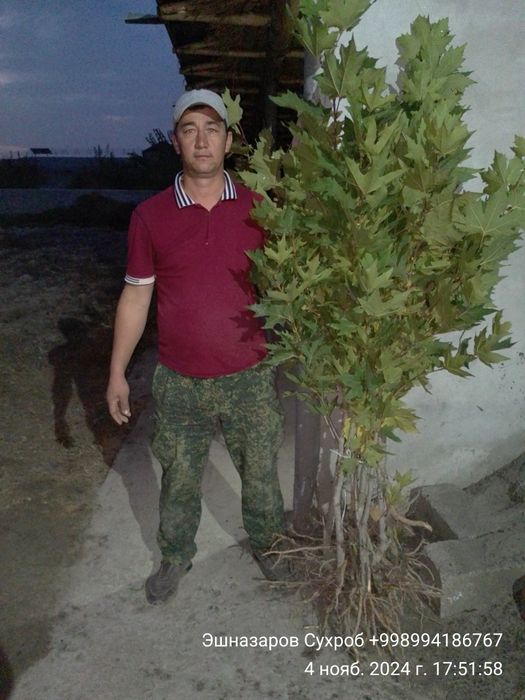 Чинор, Ясин, Клён манзарали дарахт кўчатлари