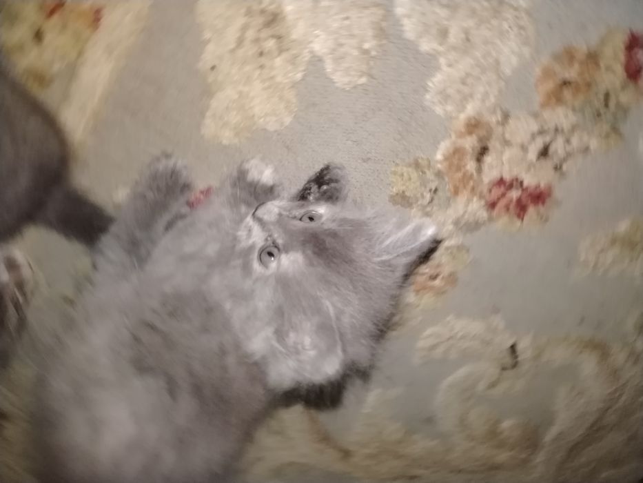 Отдам котёнка в добрые руки.