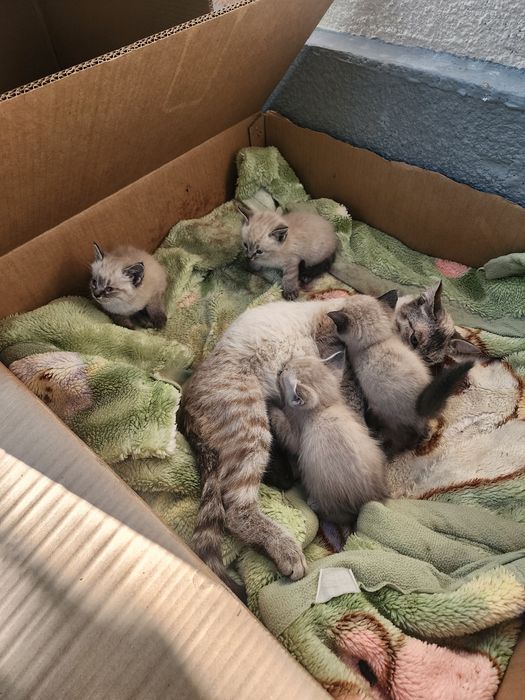 Котята сиамские 10000