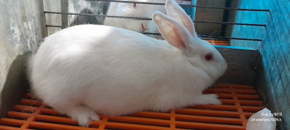 Тоза зотлигидан боқаман деганларга  Итальянской  Хикол  Пара куёнлар