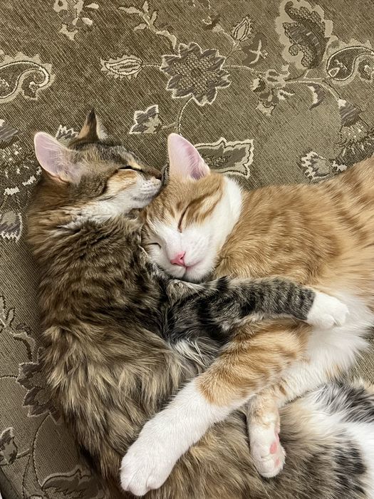 Отдаю даром кота мальчика