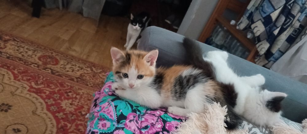 Отдам домашних котят