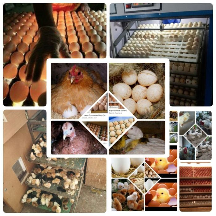 Инкубатир хизмати ТОШКЕНТ