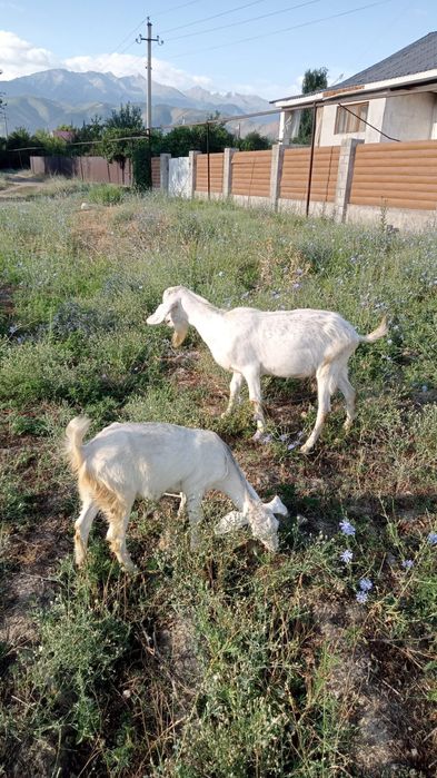 Продаётся козёл.