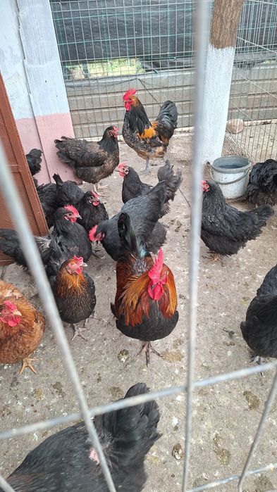 Vând oua pentru clocitoare de rasa australop și brahma!