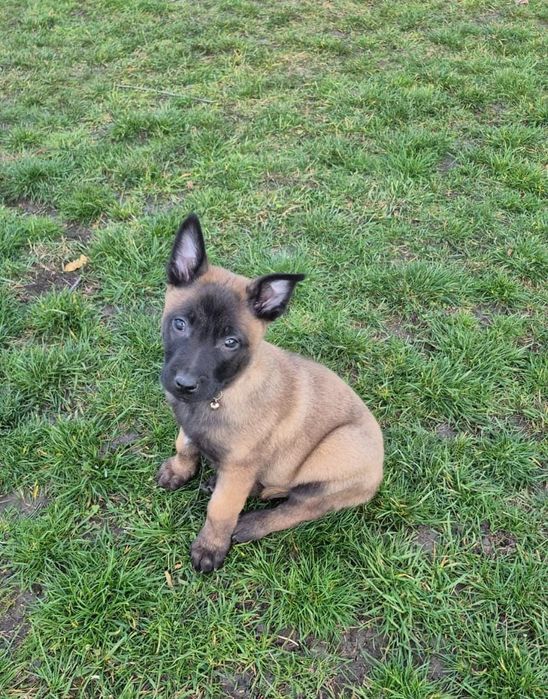 Ciobanesc belgian malinois pedigree