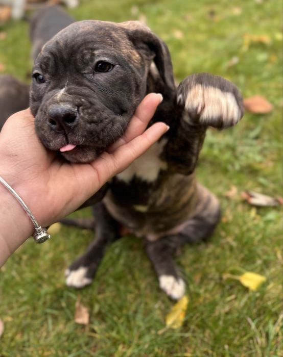 Vând pui de Cane Corso