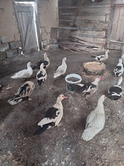 Продам индоуток  1 год и 2  селезней