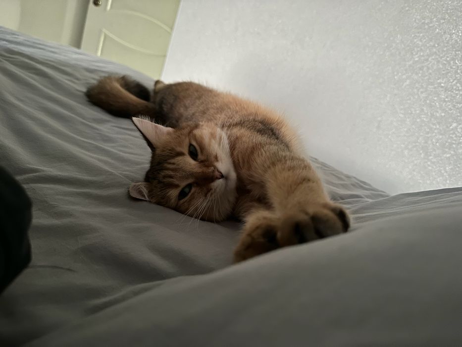 передержка котов и кошек