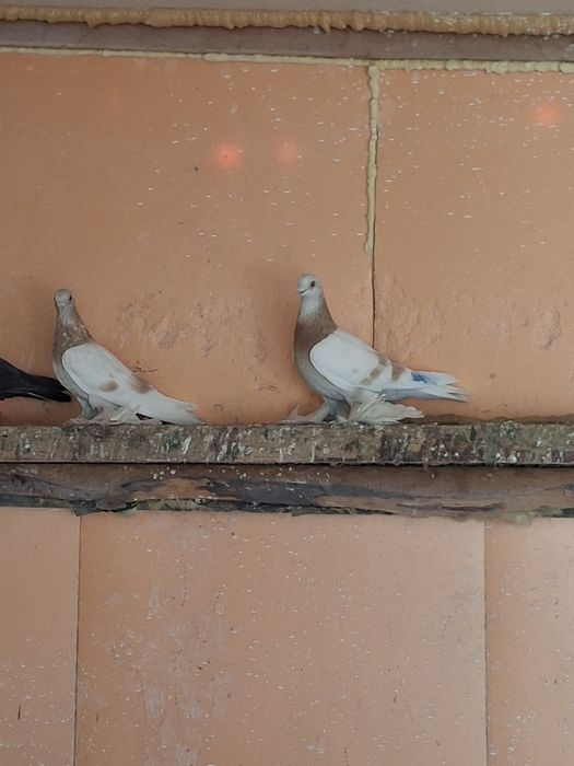 Продам голубей бойных