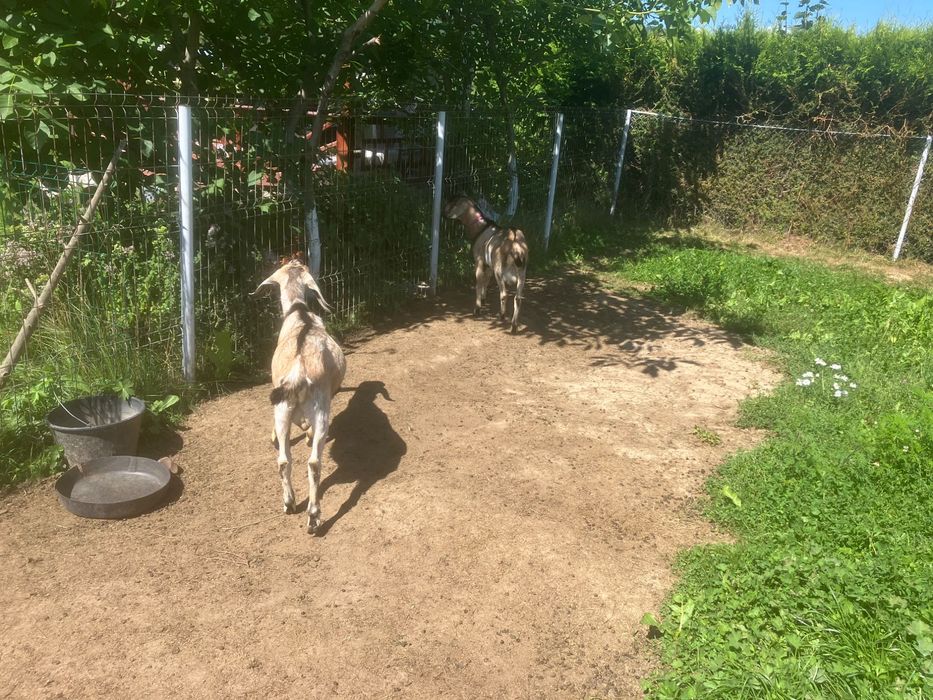 Doi tapi si i siscornita