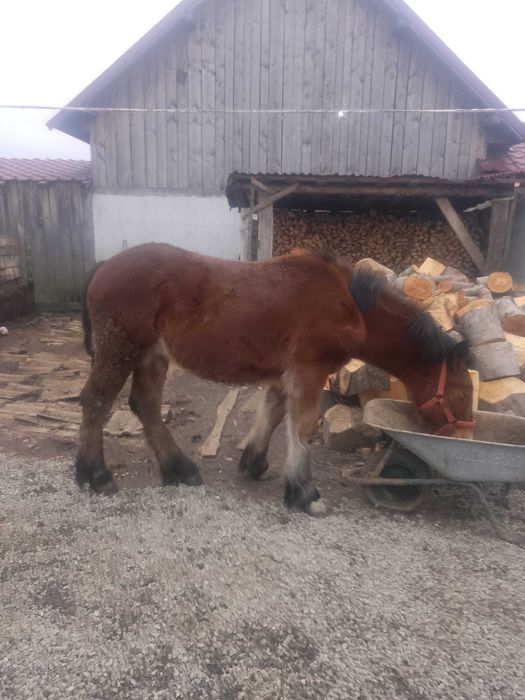 Vând mânz de 10 luni
