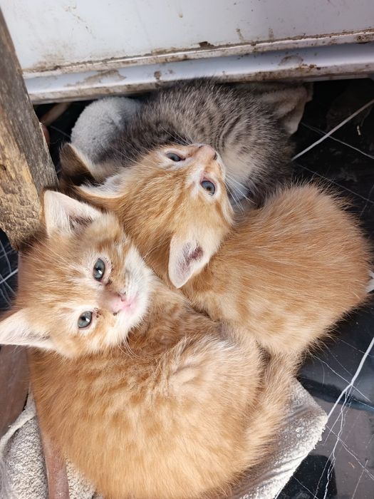 Милые котята. Милые котята