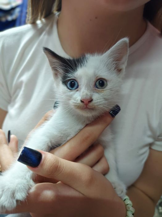 Котята ищут себе дом!