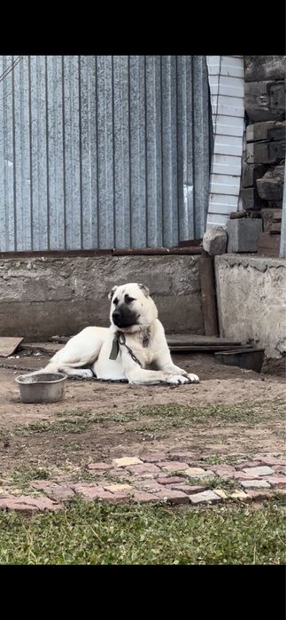 Щенок турецкого кангала